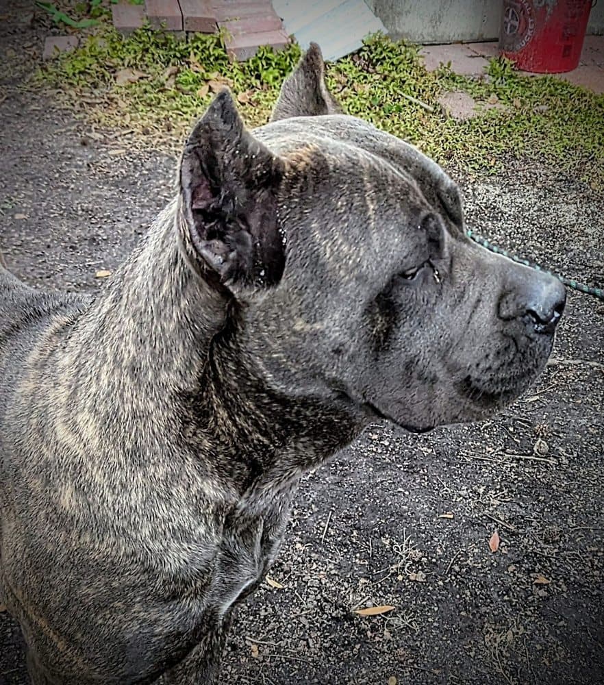 EveryPet