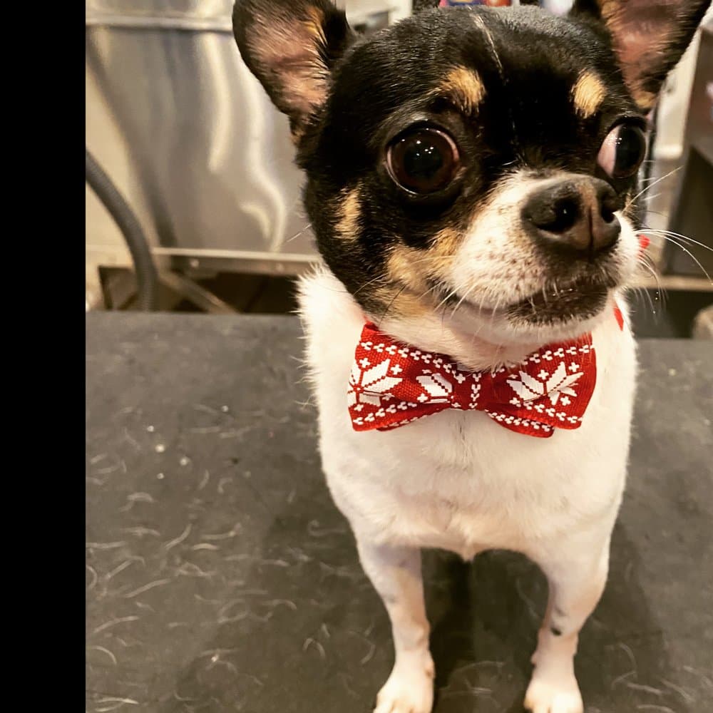 Woof Gang Bakery & Grooming