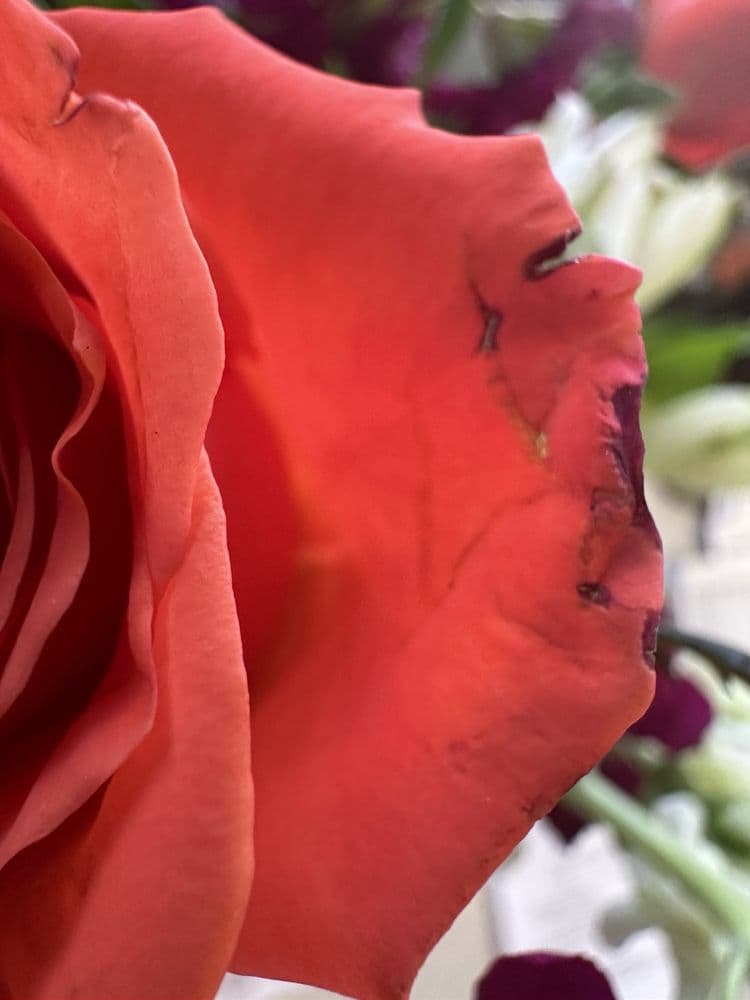 Skinner's Florist