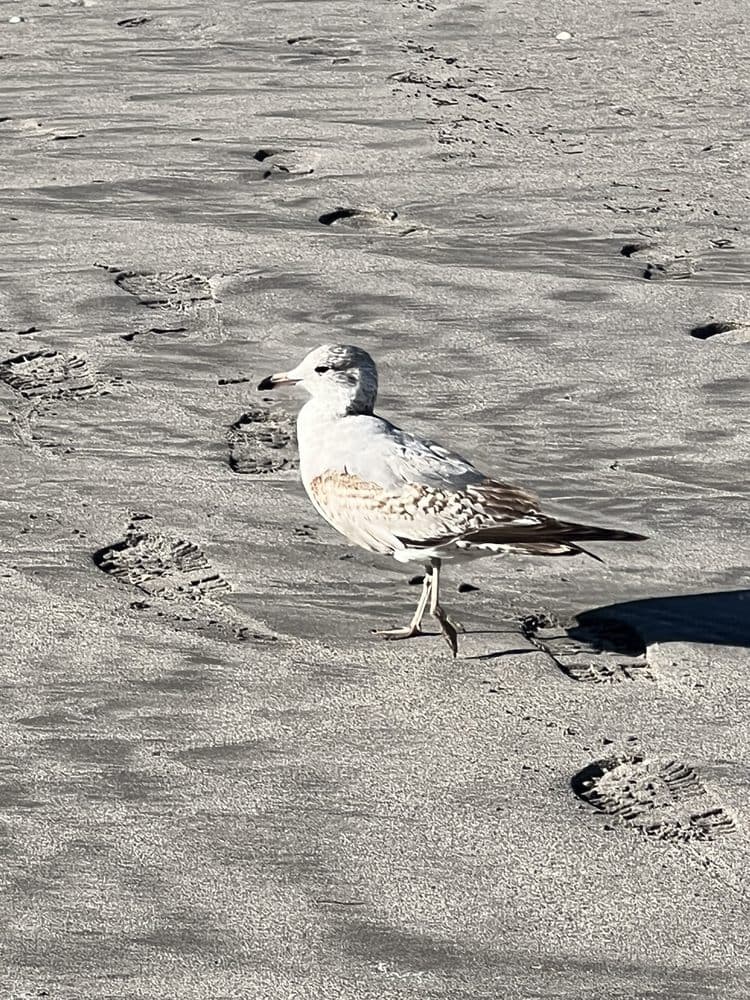 Juno Beach Park