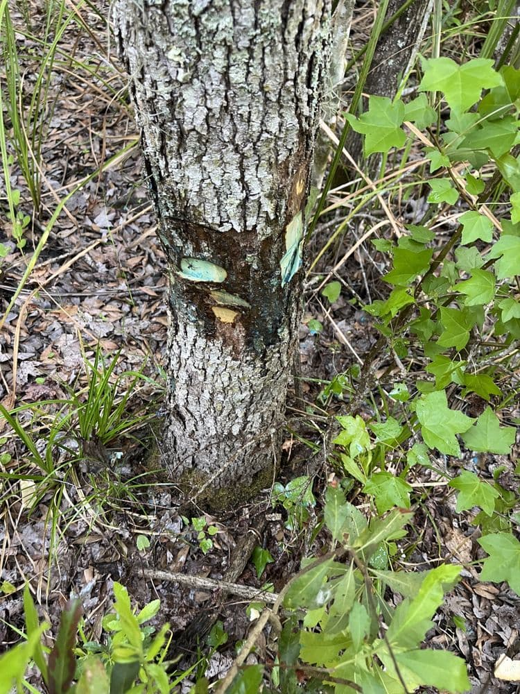 Williams Tree Service