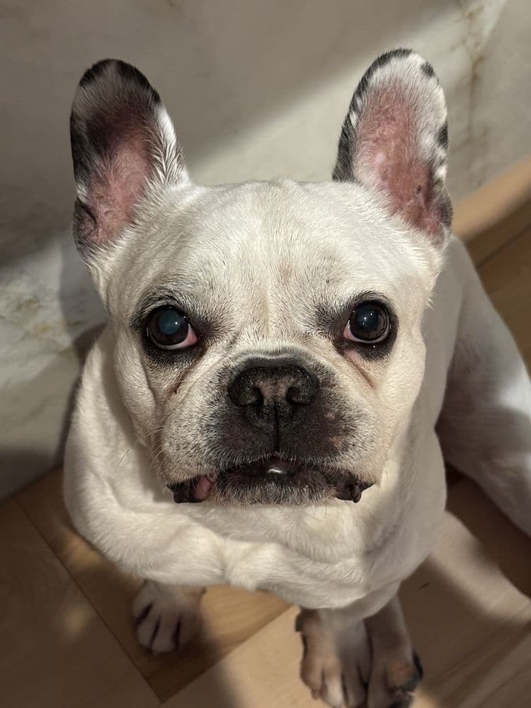 Pampered Pooch Salon