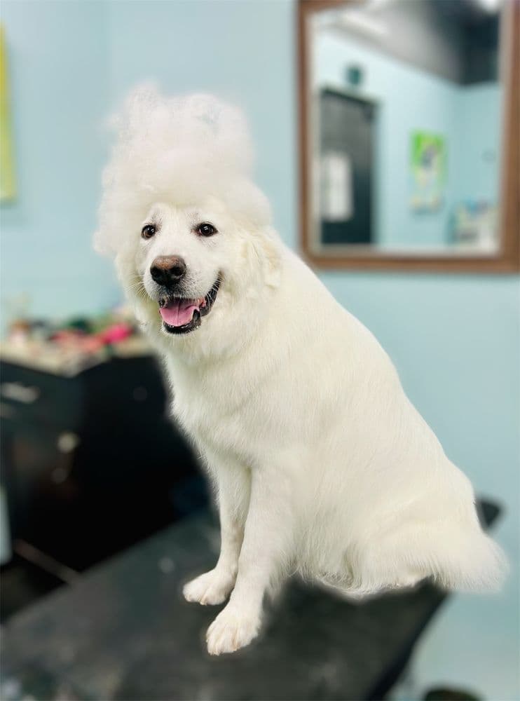 Plush Paws Pet Salon