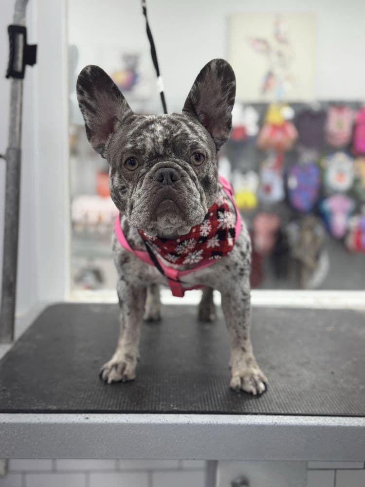Puppylicious Pet Grooming Salon & Academy
